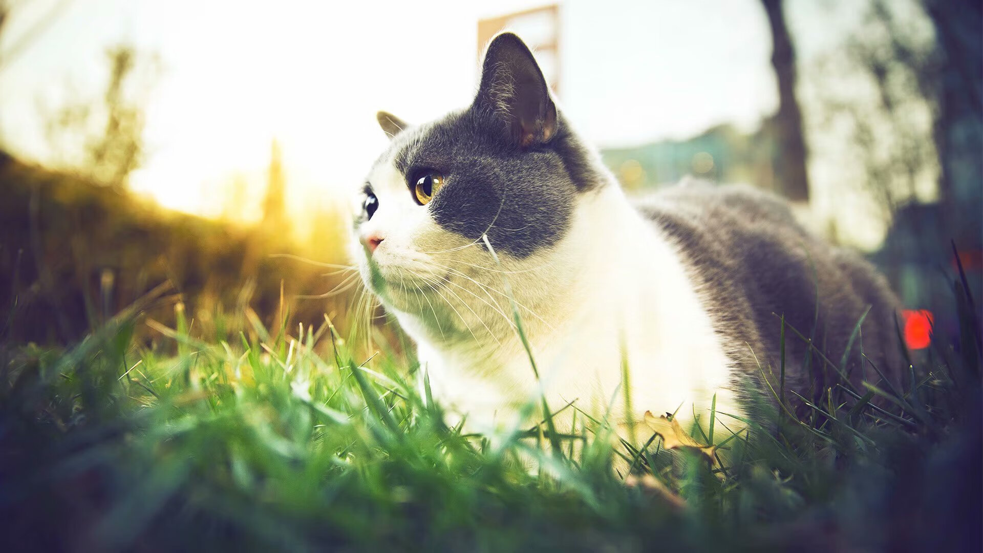 爱游戏在线登录-德甲:法兰克福4-3绝平莱比锡,场面跌宕起伏,德甲法兰克福对不莱梅