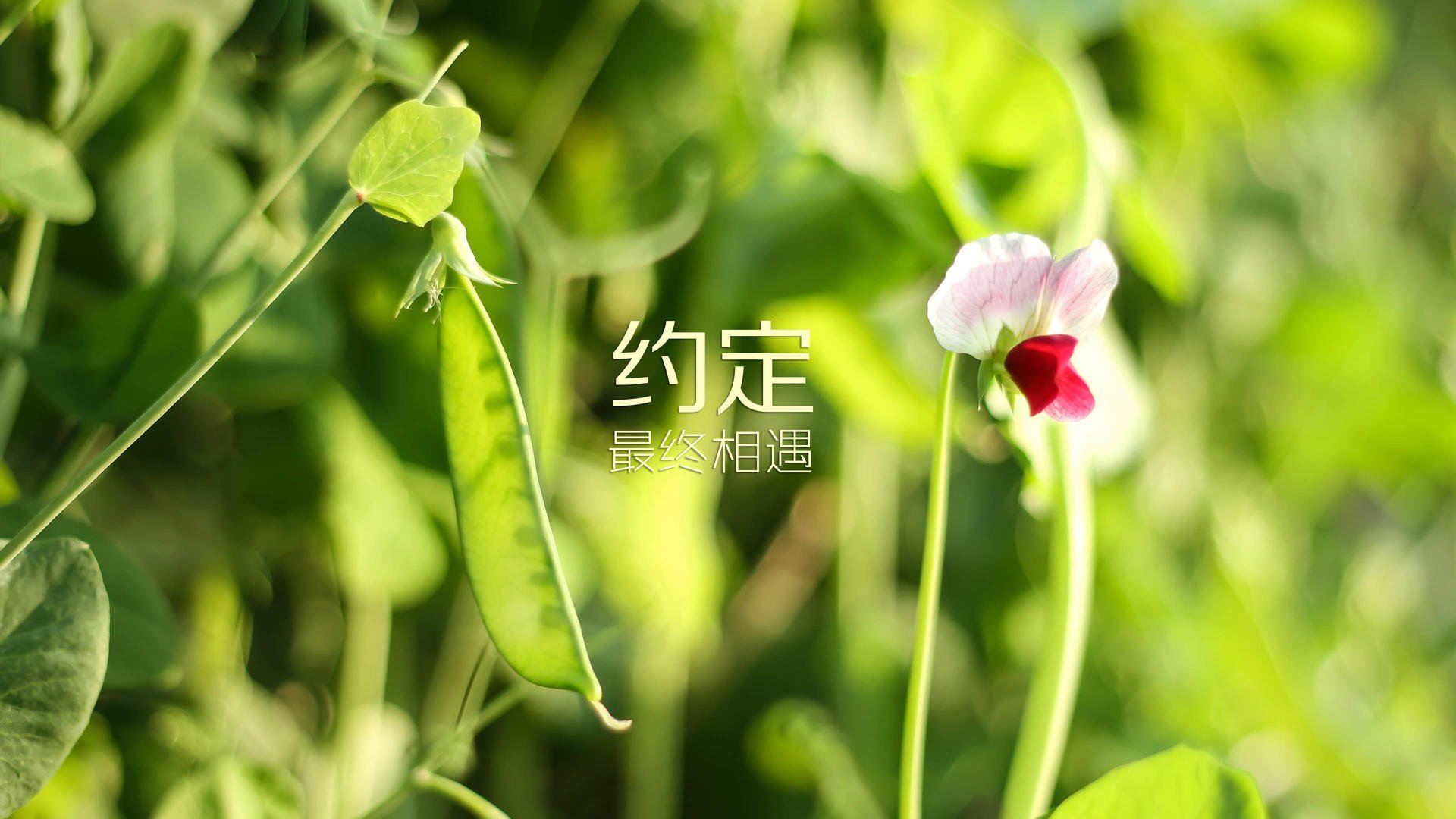 爱游戏全站注册-_世界冬季运动会：冰雪奇迹的竞技盛宴_，冬季冰雪滑冰运动会